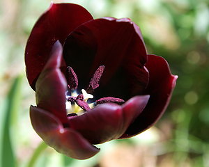 What to Expect. Black tulip