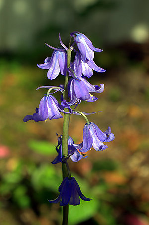 Bluebell (old)